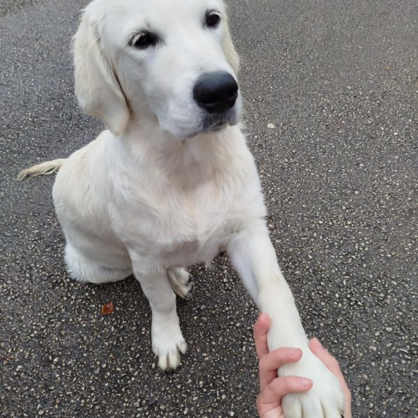 cours-individuels-educateur-canin-lons-le-saunier
