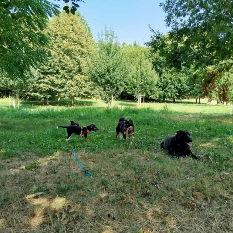 balades-collectives-educateur-canin-lons-le-saunier